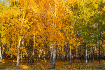 Autumn landscape - Beautiful birch grove on a sunny day