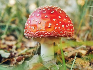 Polonne / Ukraine - 6 October 2018: A lovely Close up shot of a beautiful natural perfect red mushroom with white dots (or fly agaric) with a round hat in the forest, typical for autumn atmosphere.