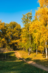 Autumn landscape - road in autumn mixed forest on a bright sunny day