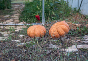 couple of orange pumpkin in the garden ready for halloween