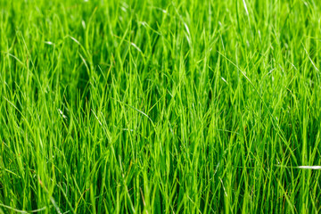 Green grass. Plants. Blur background