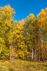 Autumn landscape - Beautiful birch grove on a sunny day