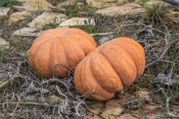 Fototapeta premium couple of orange pumpkin in the garden ready for halloween
