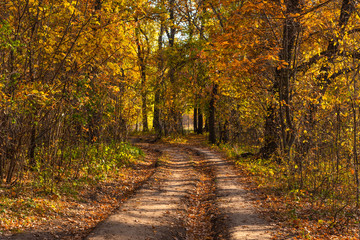 Dirt road in the forest in late autumn