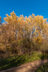 Fototapeta premium Dirt road in the forest in late autumn