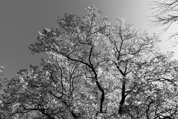 Crown of the tree against the sky black and white
