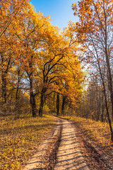 Dirt road in the forest in late autumn
