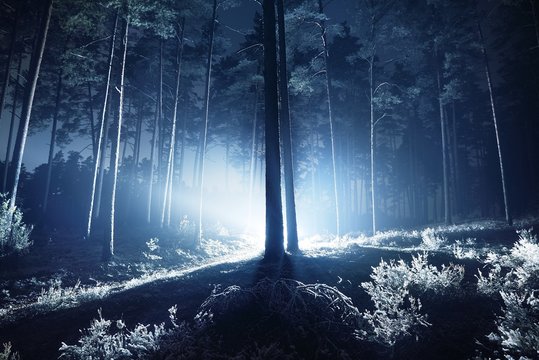 Fototapeta The landscape of forest glowing with a blue light at night