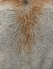 Cow hair close wool background