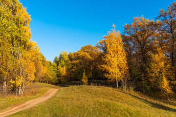 Obraz premium Birch with golden leaves on the background of the autumn forest