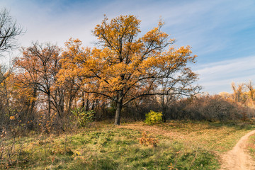 Beautiful autumn oak trees by the path in woodland