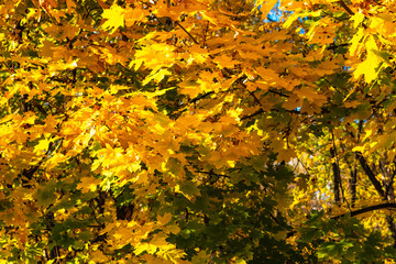 Branches with autumn golden leaves of maple - texture, background