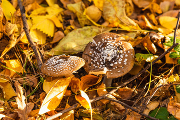 Poisonous mushrooms with a brown hat in the autumn forest close-up