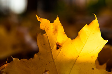 Naklejka na ściany i meble Golden autumn. Soft focus. Backlight. Sparkling maple. Beautiful view. Macro