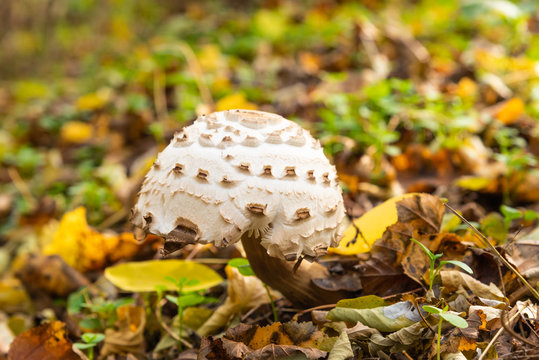 Forest mushroom with a white hat in the autumn forest close-up
