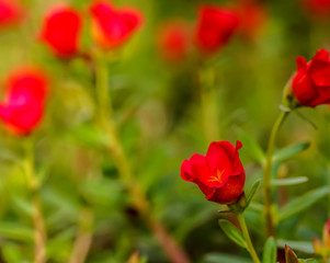 Flower Portulaca oleracea
