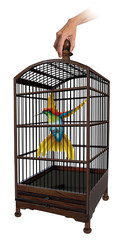 colibri en  cage, oiseau, prison, incarcéré, détenu, animal, cellule, liberté, détention, capturé, coloré, cage en main, 
