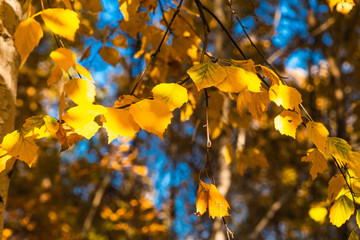 Yellow birch leaves on a branch close up