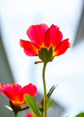 Obraz premium Flower Portulaca oleracea