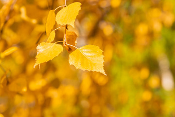 Beautiful autumn background - yellow birch leaves on a background of golden foliage close-up, macro