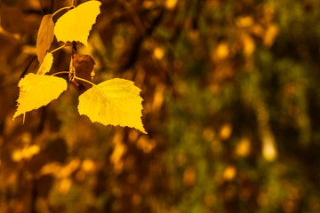 Beautiful autumn background - yellow birch leaves on a background of golden foliage close-up, macro