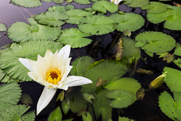 water lily in pond