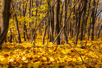 Land in the forest covered with autumn yellow leaves