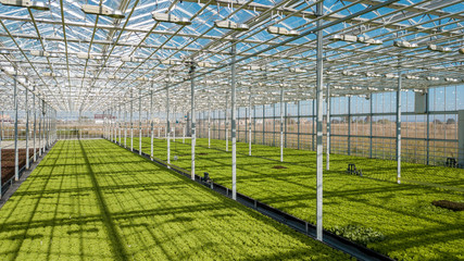 Big bright greenhouse with hydroponic system and green fresh lettuce salad. Healthy life