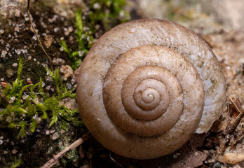 Snail
