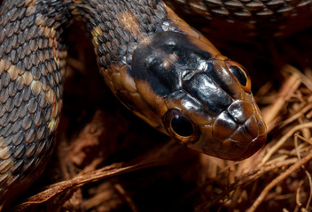 Water snake