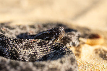 Rattlesnake