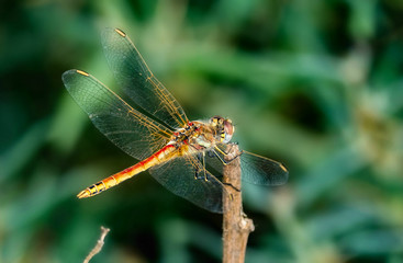 red dragonfly perched with wings outspread against a green backround