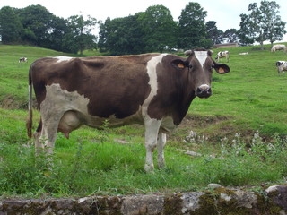 Fototapeta na wymiar Vaca lechera pastando en Cantabria