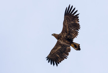 Side view of immature White-tailed eagle as he flies while soaring in sky with wide stretched wings
