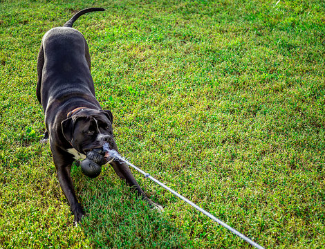 Dog Pulls A Rope