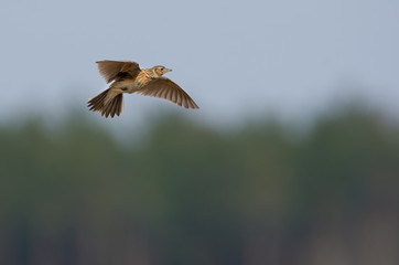 Eurasian skylark flies in sky over the forest edge with stretched wings and sings at the same time his song