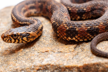 Water snake