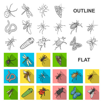 Signet Insect Signinsect Images – Browse 44 Stock Photos, Vectors, and Video | Adobe ...