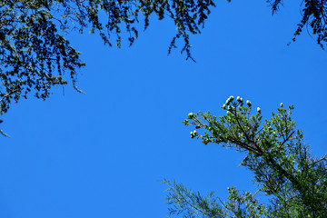 tree branches against the blue sky.