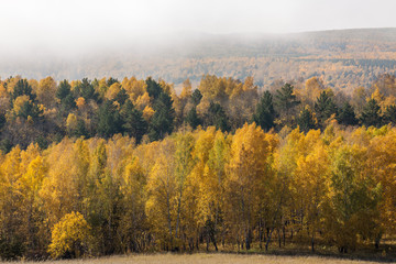 Naklejka na ściany i meble Early morning fog and autumn mixed forest.