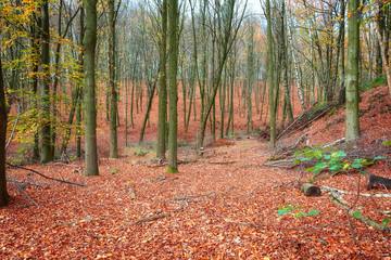 The beautiful autumn colors in a Dutch forest