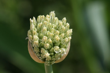 Allium-Knospe kurz vor der Bl&uuml;te