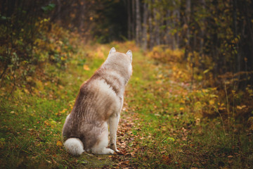 Fototapeta premium Portrait of gorgeous siberian Husky dog sitting back to the camera in the bright autumn forest at sunset