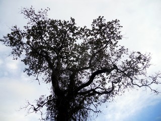 tree and sky