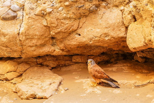 A rock kestrel ( Falco Rupicolus) with a mouse looking at the camera, Sesriem Canyon, Sossusvlei, Namibia.