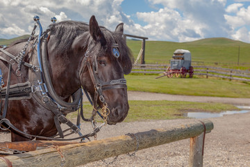 Brown Percheron headshot in a ranch in summer
