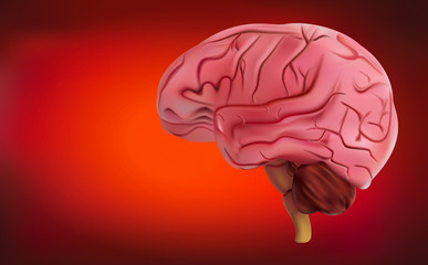 Brain imaging Is a 3D illustration format.