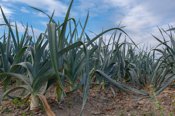 Gemüsefeld auf dem Acker- Gemüse Zwiebel Anbau