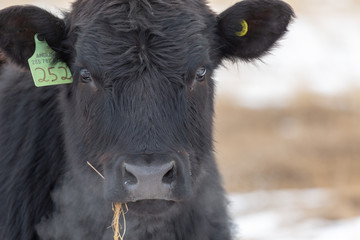 Close headshot of an Angus bull looking at the camera with hay hanging from his mouth exhaling...