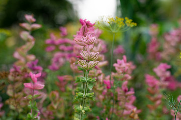 Fototapeta premium Pink herbs